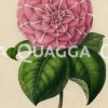 Camellia japonica var. Verchaffeltiana Zeichnung/Illustration
