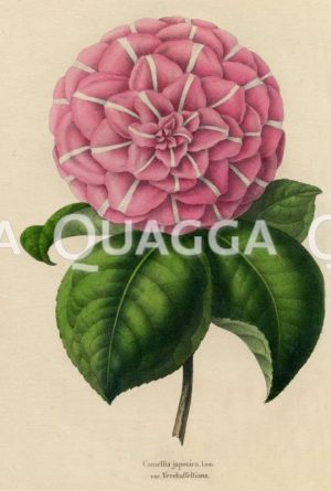 Camellia japonica var. Verchaffeltiana Zeichnung/Illustration