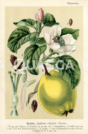 Quitte mit Blüte und Frucht Zeichnung/Illustration