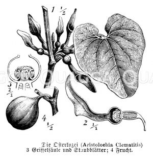 Aristolochiaceae - Osterluzeigewächse