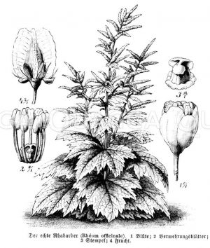 Polygonaceae - Knöterichgewächse