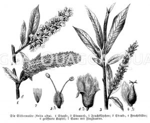 Salicaceae - Weidengewächse