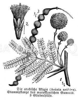 Arabische Akazie mit Blüte und Frucht Zeichnung/Illustration