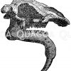 Dinotherium gigantheum