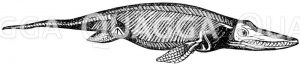 Ichthyosaurus (Jura) Zeichnung/Illustration