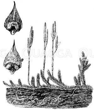 Lycopodiaceae - Bärlappgewächse
