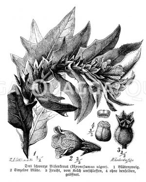 Schwarzes Bilsenkraut Zeichnung/Illustration