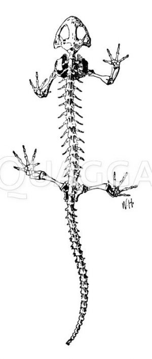 Feuersalamander: Skelett Zeichnung/Illustration