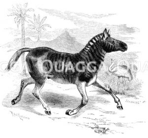 Quagga