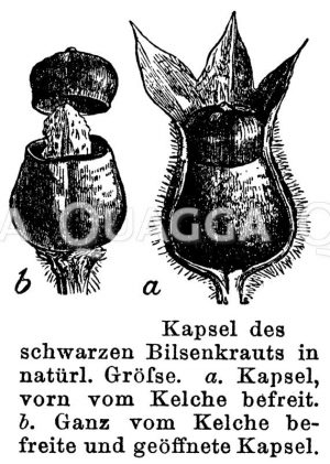 Schwarzes Bilsenkraut: Kapsel Zeichnung/Illustration