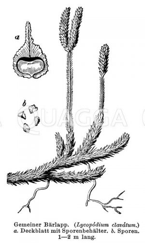 Kolbenbärlapp (Keulen-Bärlapp) Zeichnung/Illustration