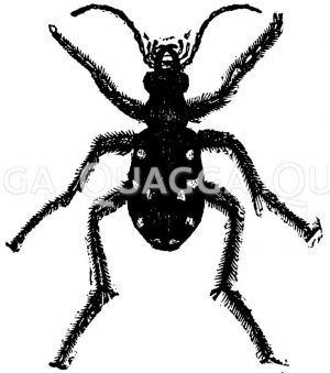 Großer Sandlaufkäfer Zeichnung/Illustration