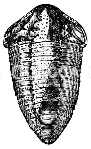 Silur-Trilobit (fossil) Zeichnung/Illustration