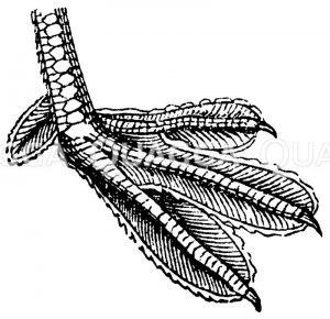 Körperteile