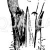 Kelch und Blumenkrone des Beinwell Zeichnung/Illustration