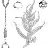 A:  Lycopodium clavatum - Kolbenbärlapp (Keulen-Bärlapp)_ B: Selaginella inaequitolia Zeichnung/Illustration