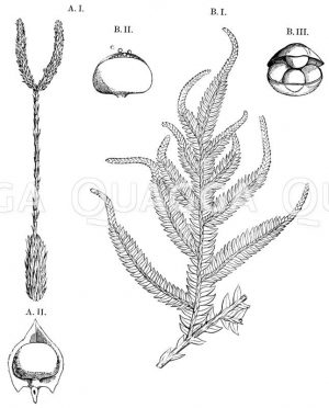 A:  Lycopodium clavatum - Kolbenbärlapp (Keulen-Bärlapp)_ B: Selaginella inaequitolia Zeichnung/Illustration