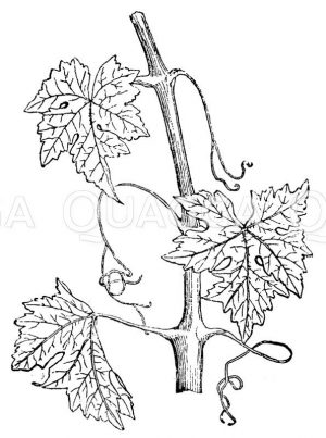 Weintraube: Zweig mit Achsen