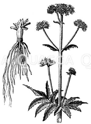 Valerianaceae - Baldriangewächse