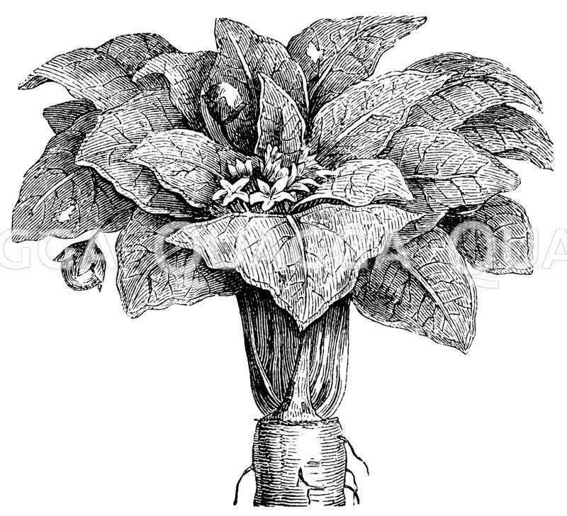 Alraunenwurzel