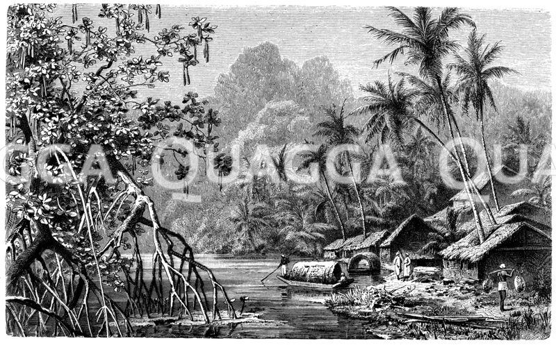 Kokospalmen und Mangroven aus Ceylon Zeichnung/Illustration