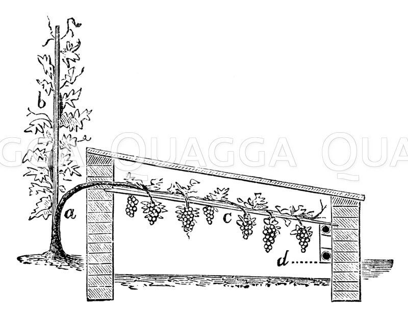 Weinanbau in einem Mistbeetkasten Zeichnung/Illustration