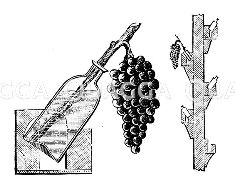 Weintreiberei. Konservieren von Trauben. Zeichnung/Illustration
