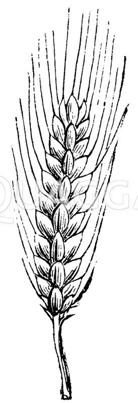 Weizen Zeichnung/Illustration