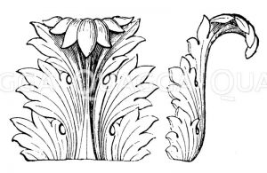 Akanthusornament Zeichnung/Illustration