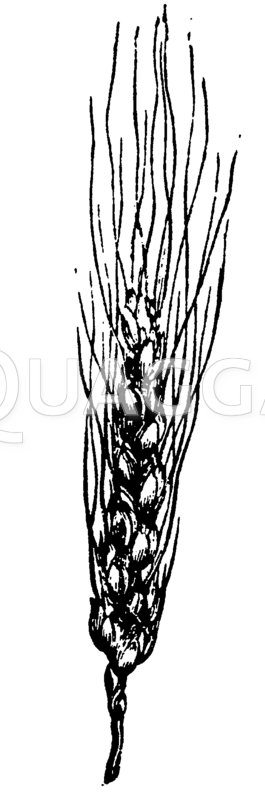 Weizen Zeichnung/Illustration