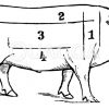 Schwein: Fleischeinteilung Zeichnung/Illustration