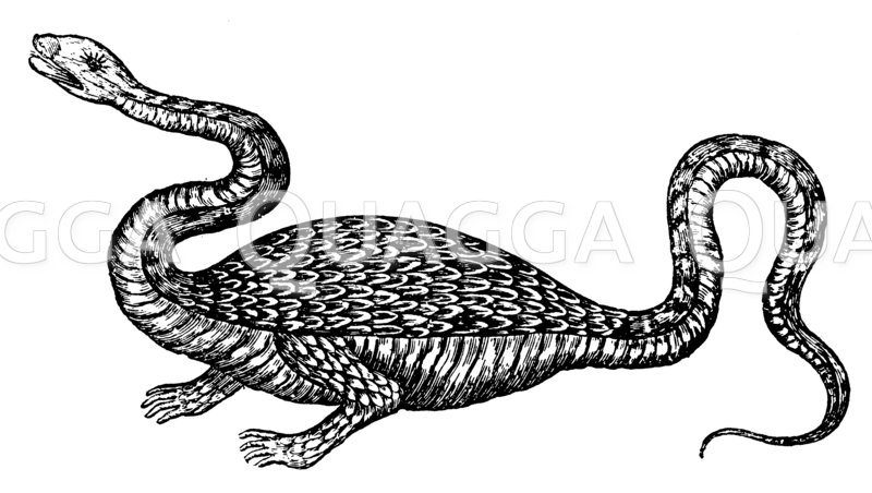 Vorzeitlicher Drache Zeichnung/Illustration