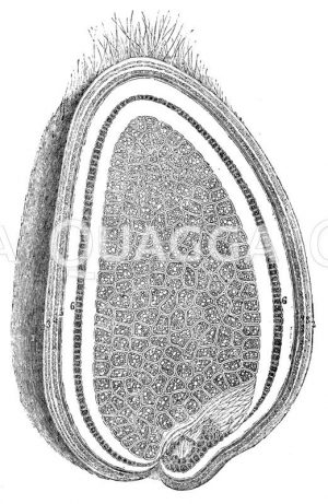 Weizenkorn: Durchschnitt Zeichnung/Illustration