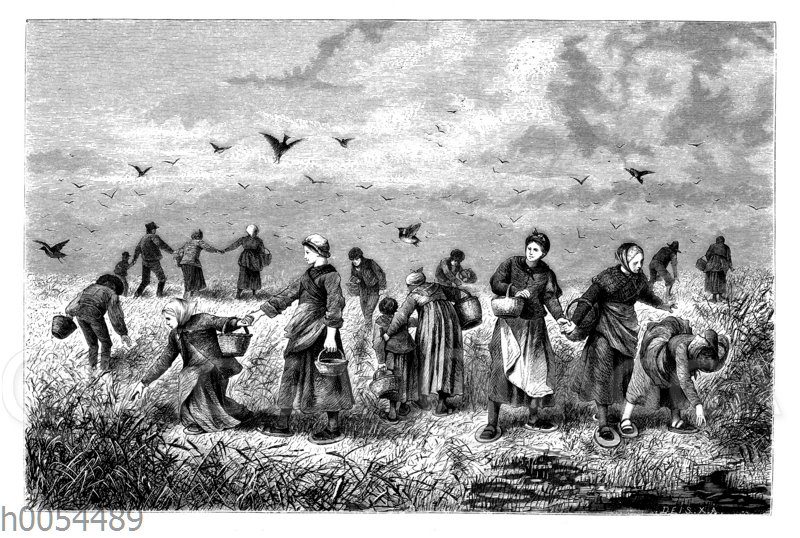 Sammeln von Kiebitzeiern in der Lüneburger Heide [Digital]