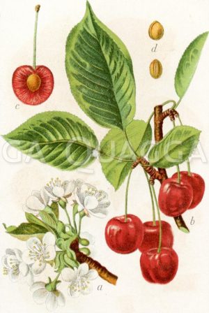 Sauerkirsche Zeichnung/Illustration