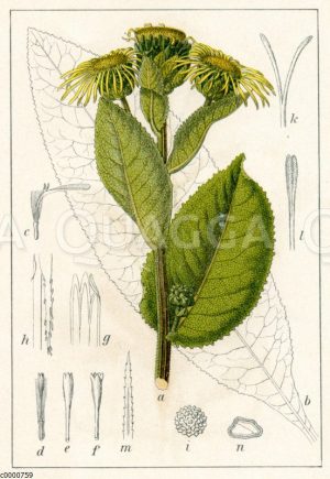 Echter Alant <Inula helenium>