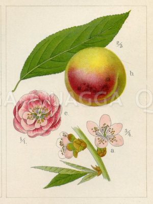 Pfirsichbaum