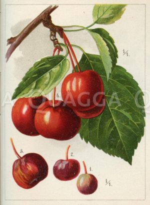 Beeren-Apfel