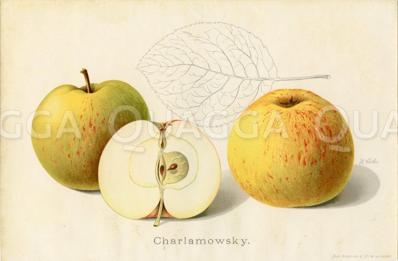 Apfel
