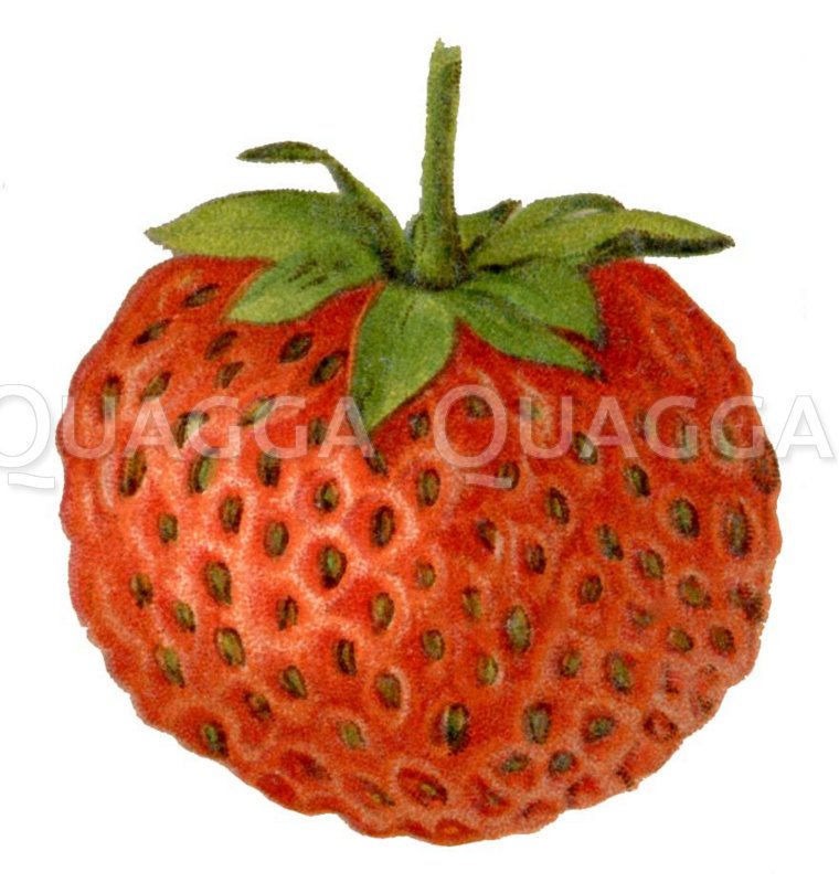 Erdbeere - Quagga Illustrations Erdbeere - Quagga Illustrations