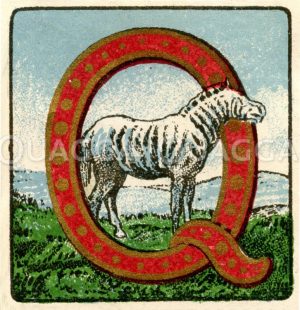 Quagga (Zebra): Reklamemarke Zeichnung/Illustration