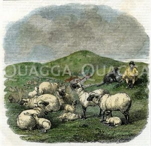 Schafe und Hirte Zeichnung/Illustration