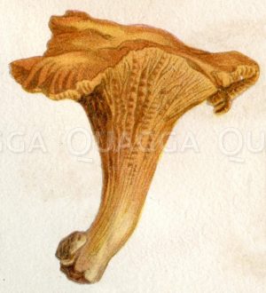 Pfifferling <Cantharellus cibarius>