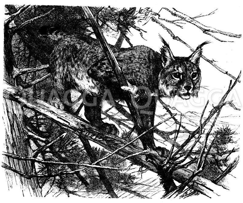 Luchs Zeichnung/Illustration