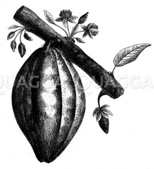 Frucht des Kakaobaums Zeichnung/Illustration