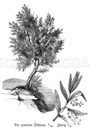 Ölbaum Zeichnung/Illustration