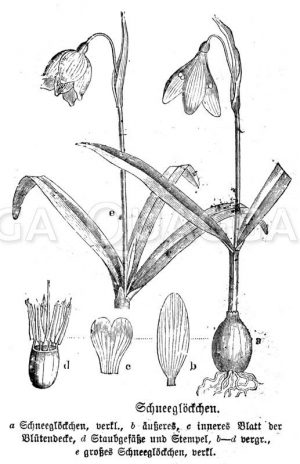 Schneeglöckchen