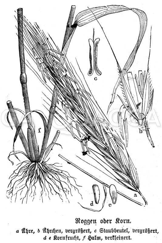 Roggen Zeichnung/Illustration