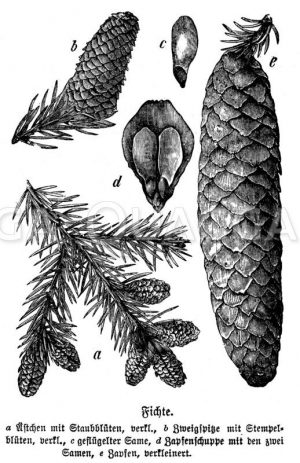 Fichte Zeichnung/Illustration
