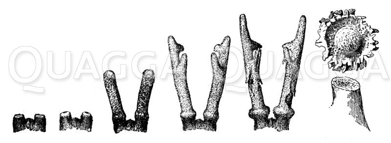 Reh: Geweihbildung im Laufe eines Jahres Zeichnung/Illustration